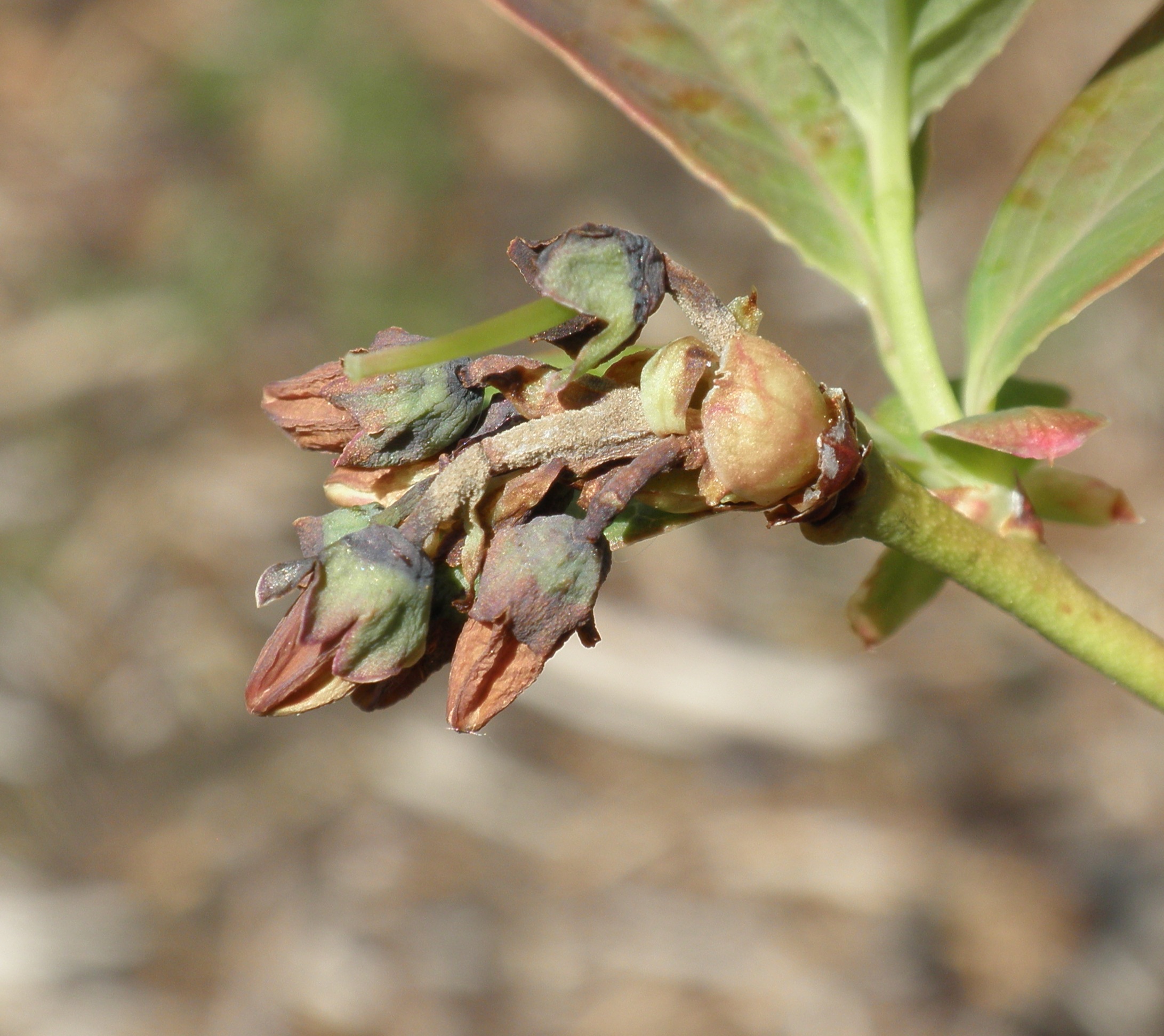 Mummy berry flower strike